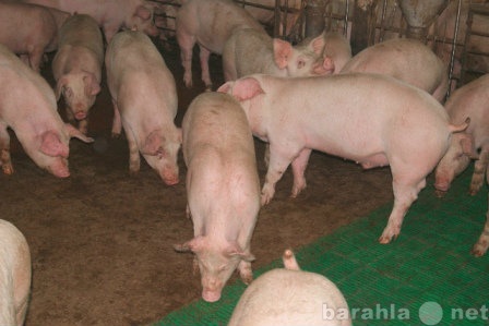Продам: Свинину живым весом (разновес)