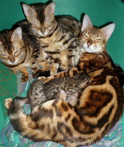 Продам: Бенгальские котята и взрослые бенгалы