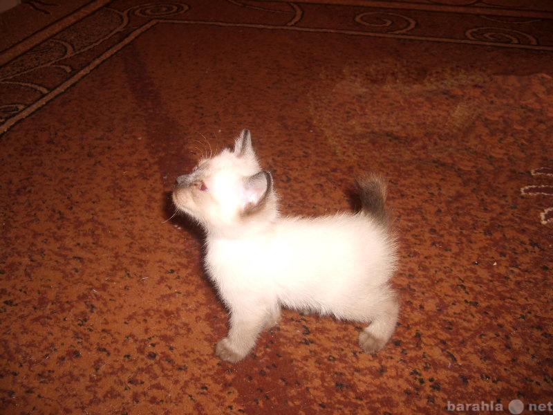 Продам: очаровательных котят Скиф-тай-дон