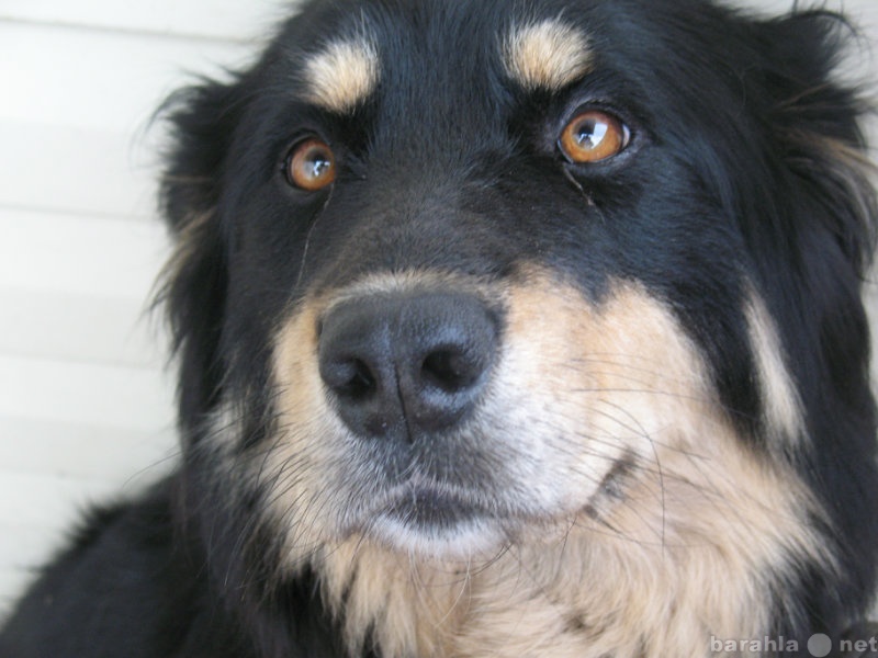 Купить собаку хотошо БМВ (сука) в Иркутске — объявление № Т-5860921  (2237670) на Барахла.НЕТ