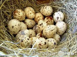 Продам: Перепела, перепелиные яйца