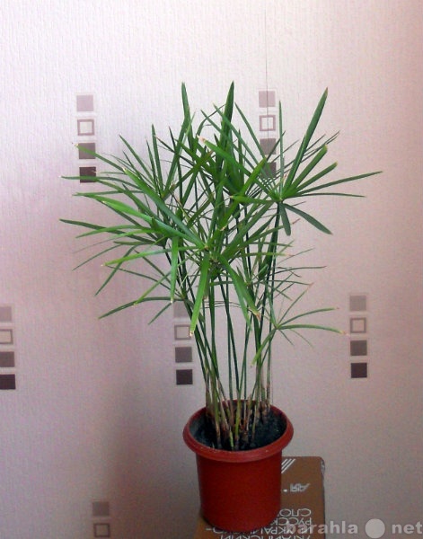 Продам: растение из египта - циперус
