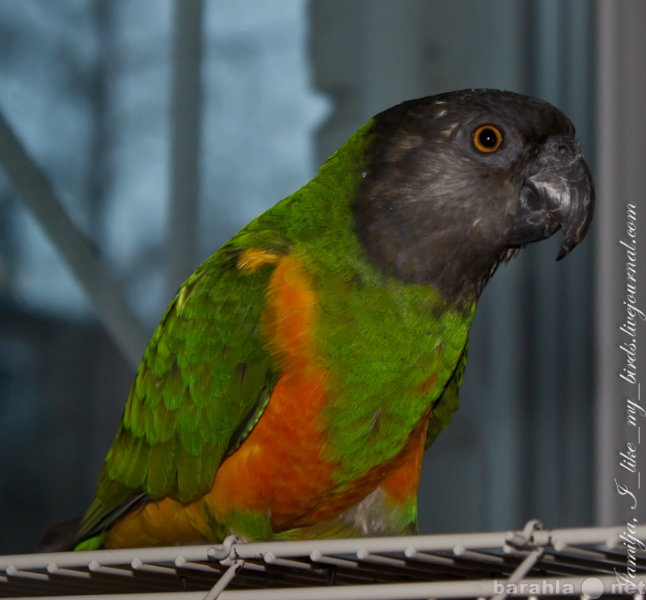 Продам: Сенегальский попугай