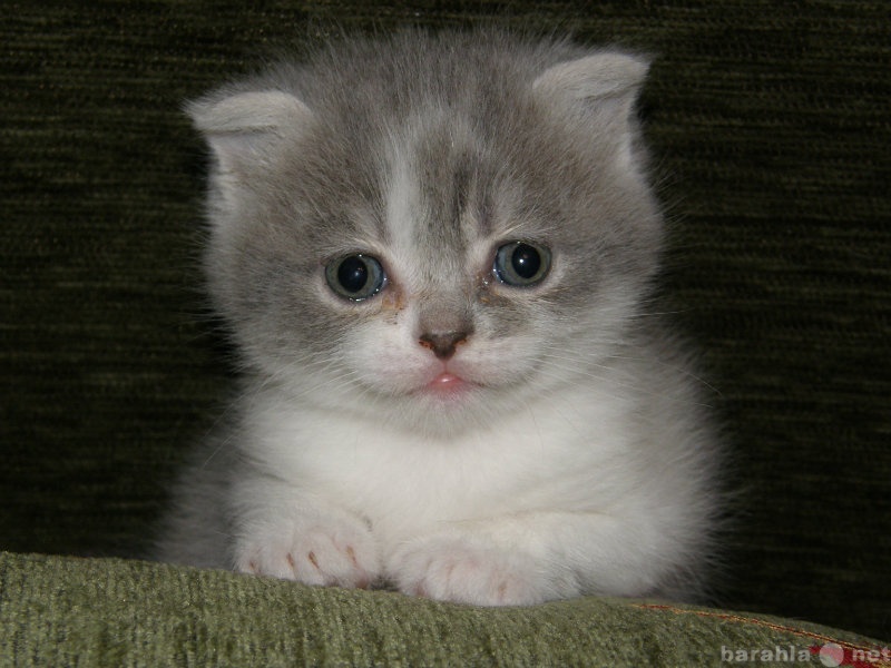 Продам: красивого Шотландского котенка