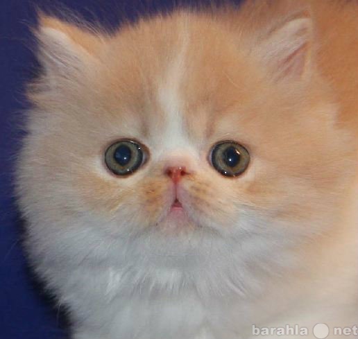 Продам: Персидские котята светлых окрасов