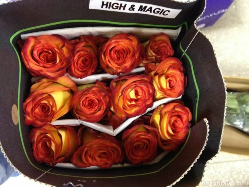 Продам: Роза эквадор,ТюльпаныСамые свежие цветы.