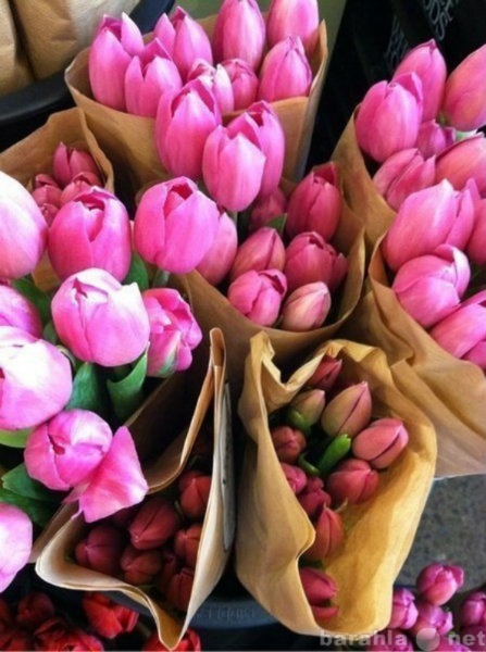 Продам: Свежие тюльпаны на 8 марта