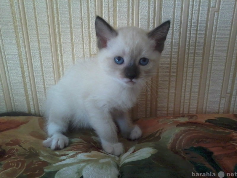 Продам: Сиамский и черно-белый котята
