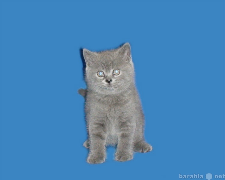 Продам: Шотландский короткошерстный котик