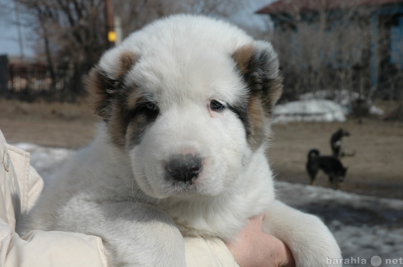Продам: щенок туркменского алабая