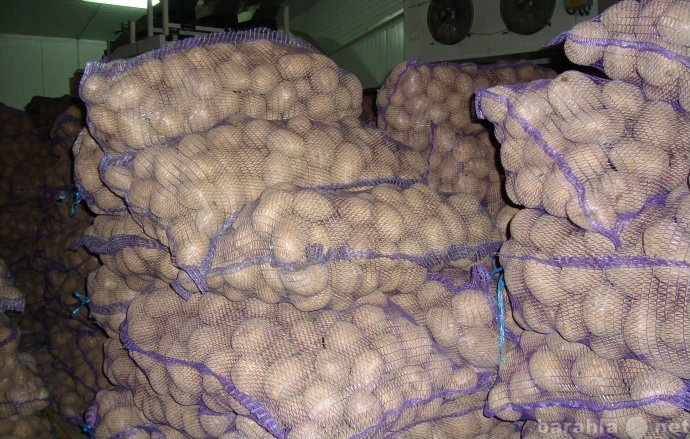 Продам: картофель в сетках