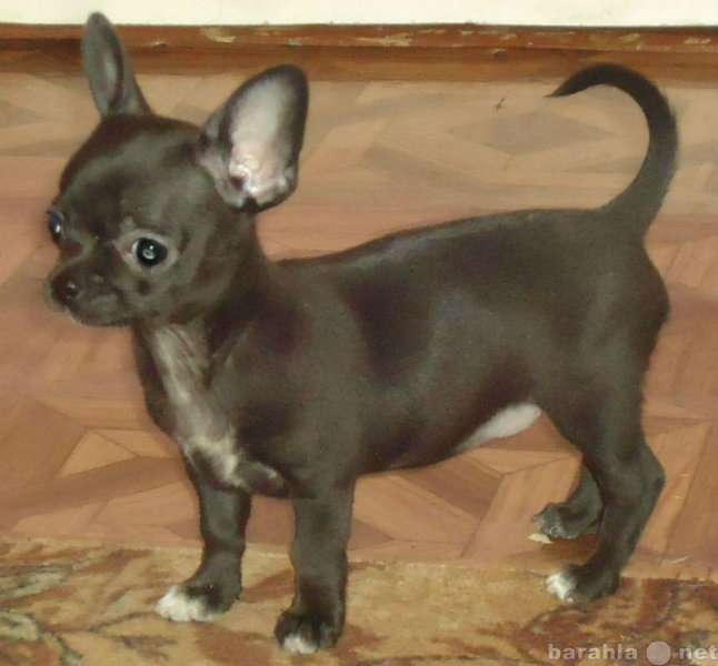 Продам: щенок чихуахуа