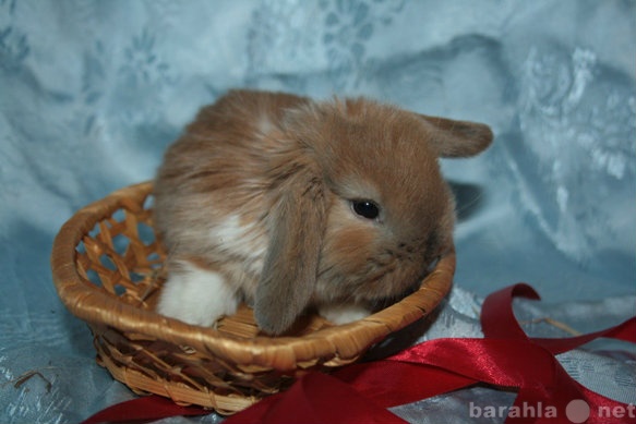 Продам: Карликовые вислоухие крольчата