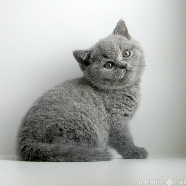 Продам: Британский котенок голубого окраса