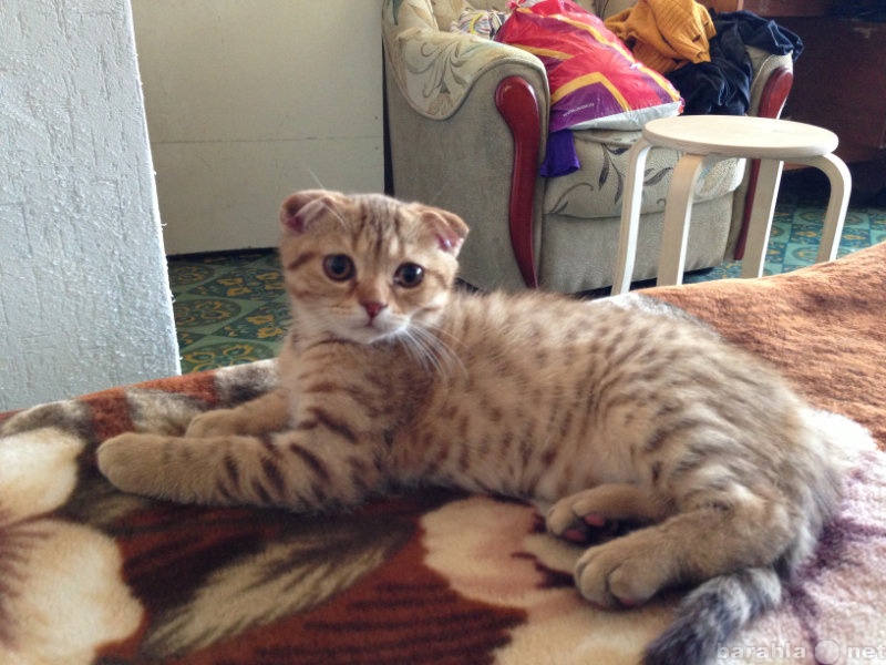 Продам: котик скоттиш-фолд леопардовый