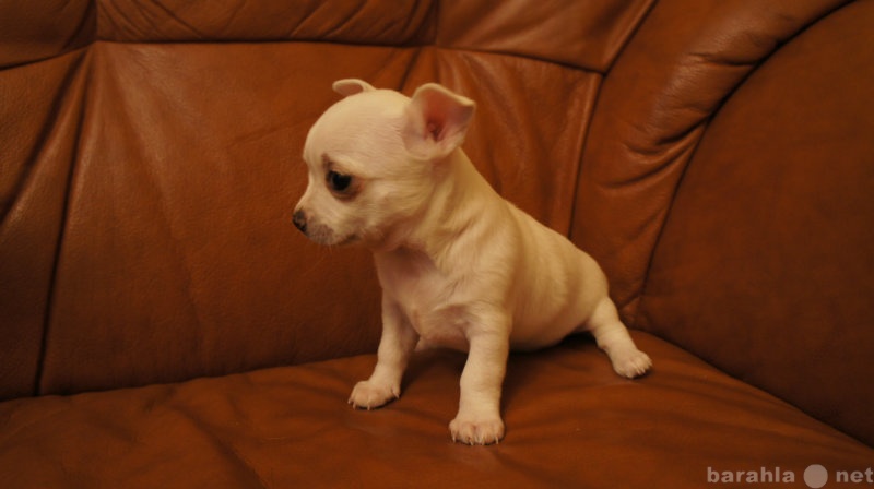 Продам: Великолепный щенок чихуахуа