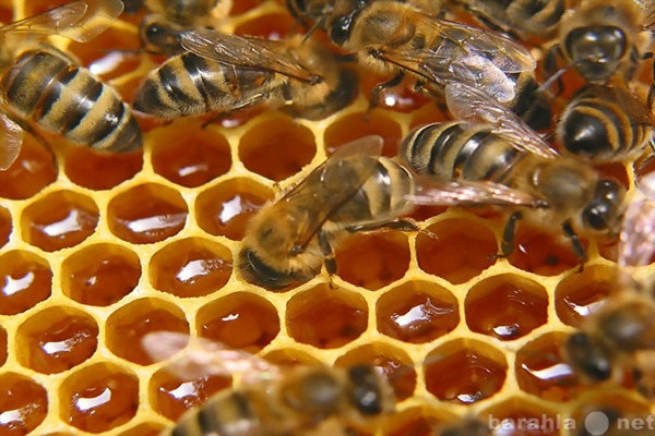 Продам: Пчелы-семьи
