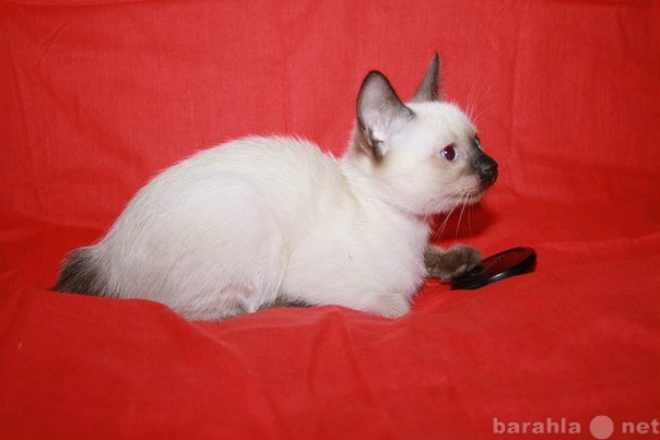 Продам: котёнок меконгского бобтейла