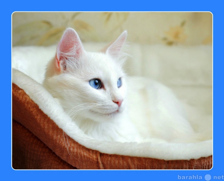 Отдам даром: Белая голубоглазая кошка Алиса в добрые