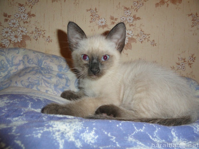 Продам: тайский котенок