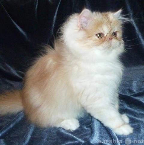 Продам: Персидские котята очаровашки питомника