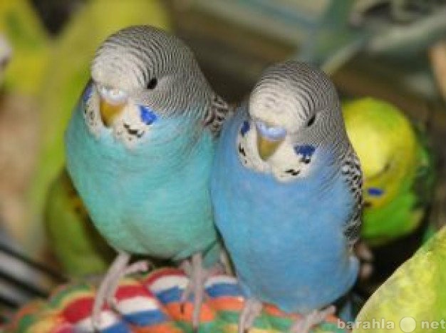Продам: Волнистые попугайчики (можем привезти)