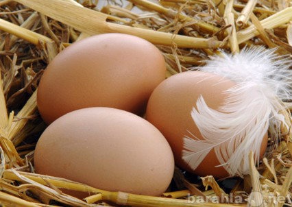 Продам: утиные яйца с частного подворья
