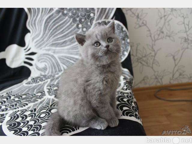 Продам: Ласковый голубой котик