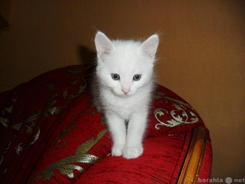 Котята на авито ростов. Белые котята в хорошие руки. Отдам белого котенка. Белый котенок даром. Белый котенок в добрые руки.