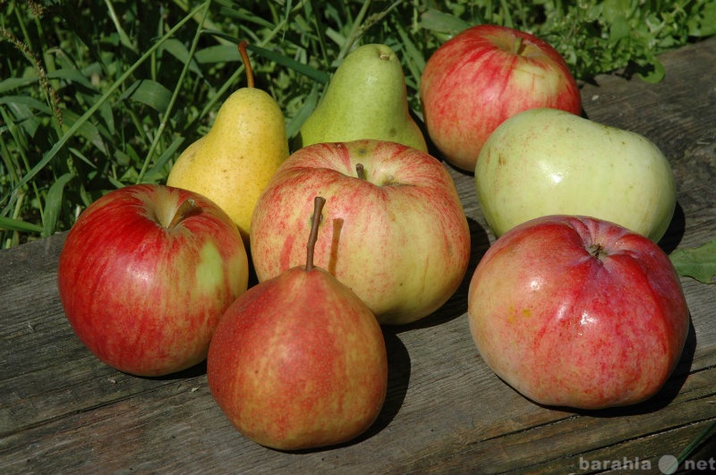 Продам: Саженцы яблони, груши, сливы многосортов