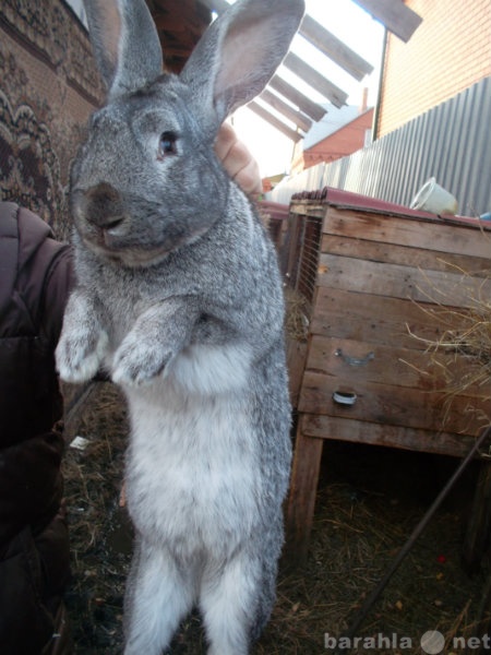 Продам: Кролики различных пород в Челябинске.