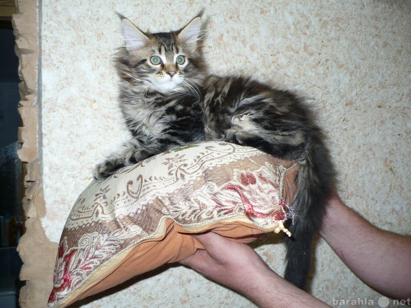 Продам: Крупные котята породы Мейн-кун