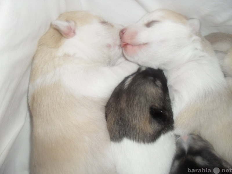 Продам: сибирские хаски щенки