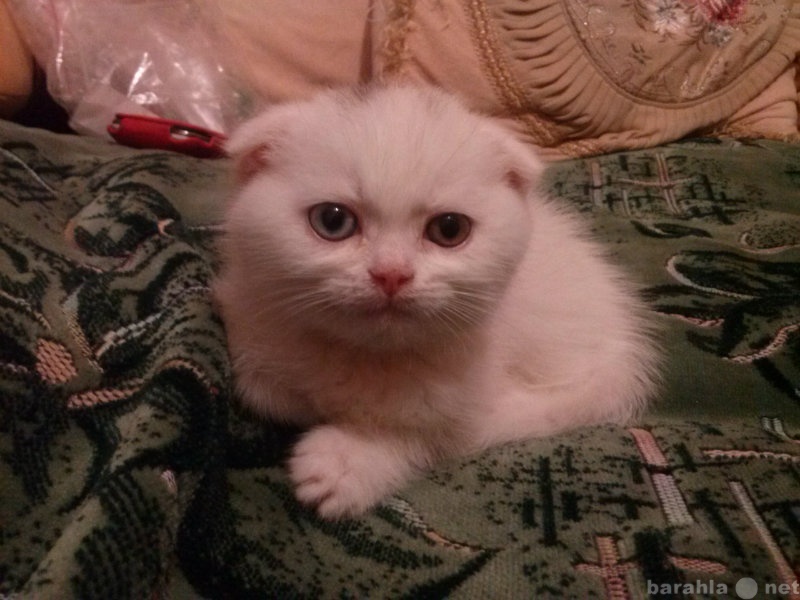 Продам: белый вислоухий котенок