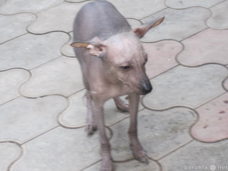 Продам: Мексиканскую голую собаку