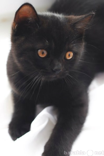 Продам: Котёнок редкого чёрного окраса(британец)