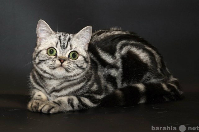 Продам: британские котята серебристые мраморные