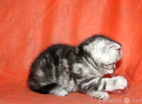 Продам: Британские котята, кошечка красотка