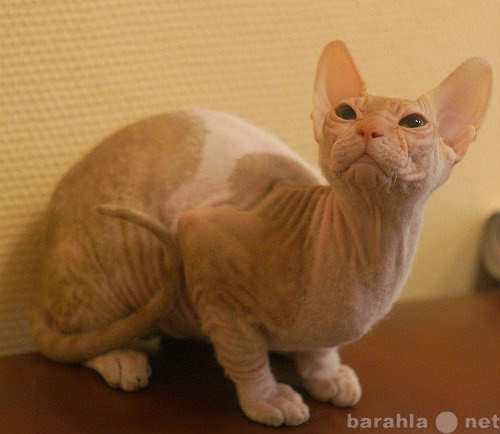 Продам: котенок донского сфинкса