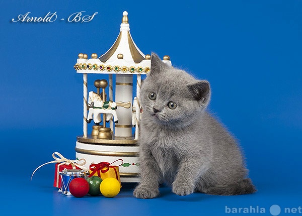 Продам: Голубые британские котята.