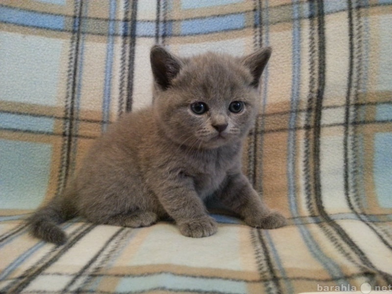 Продам: Голубые британские котята с РОДОСЛОВНОЙ