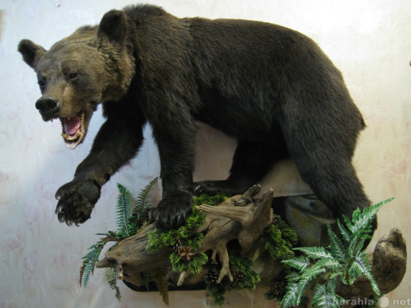 Продам: чучело медведя
