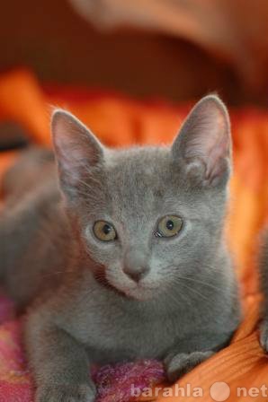 Продам: Котенок русской голубой кошки