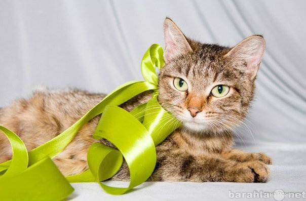 Отдам даром: Кошка Амина, 2 года. Стерилизована.