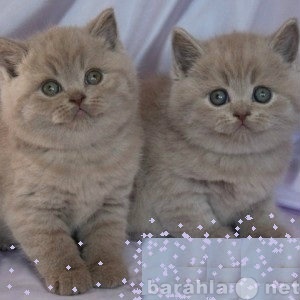 Продам: Голубые и лиловые британские котята