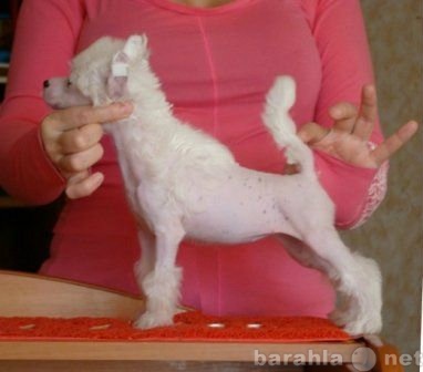 Продам: Китайская хохлатая собака