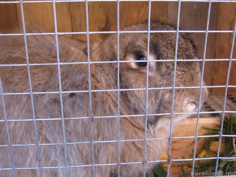 Продам: крольчиха бельгийский великан (фландр)