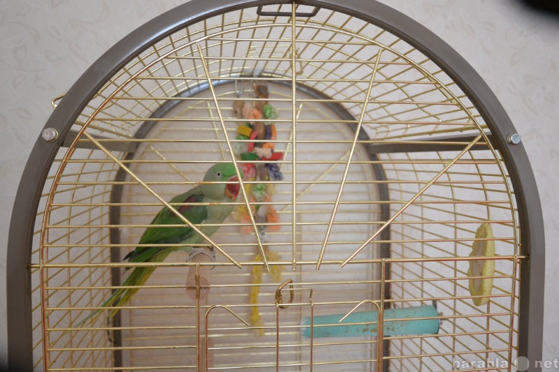 Продам: Александрийский попугай