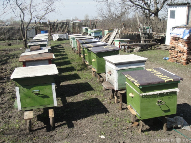 Продам: продам пчелосемьи с ульями