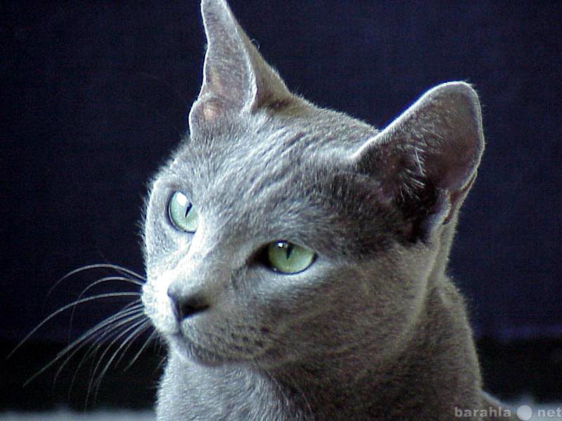 Куплю: Русская Голубая кошка